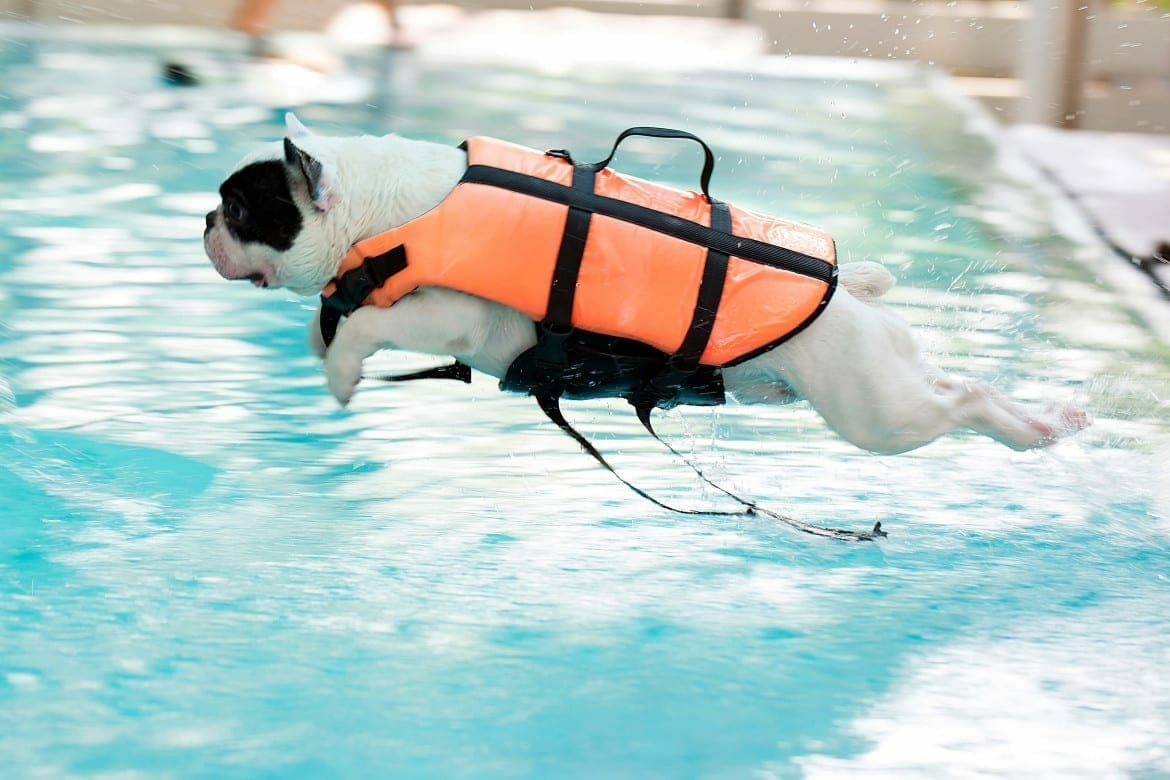 Water Safety for Dogs - PIA