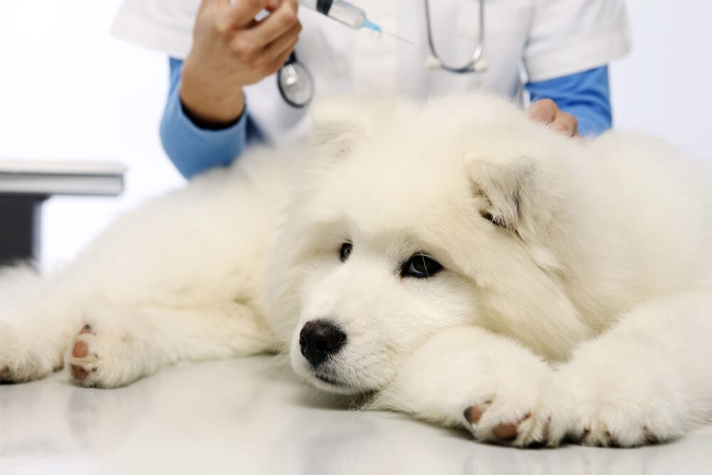 Your Pet and Cancer – What You Need To Know