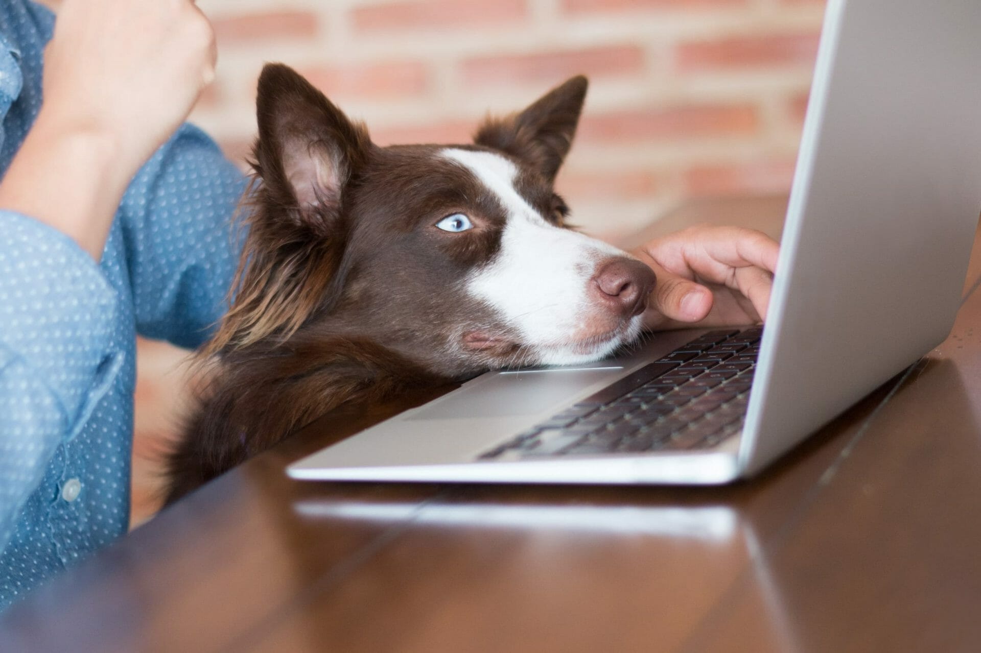 Take Your Dog To Work Day 22 June