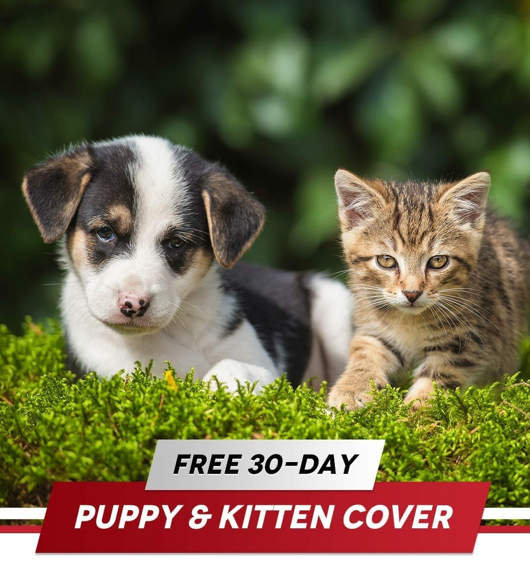 FREE 30-DAY PUPPY & KITTEN INSURANCE COVER