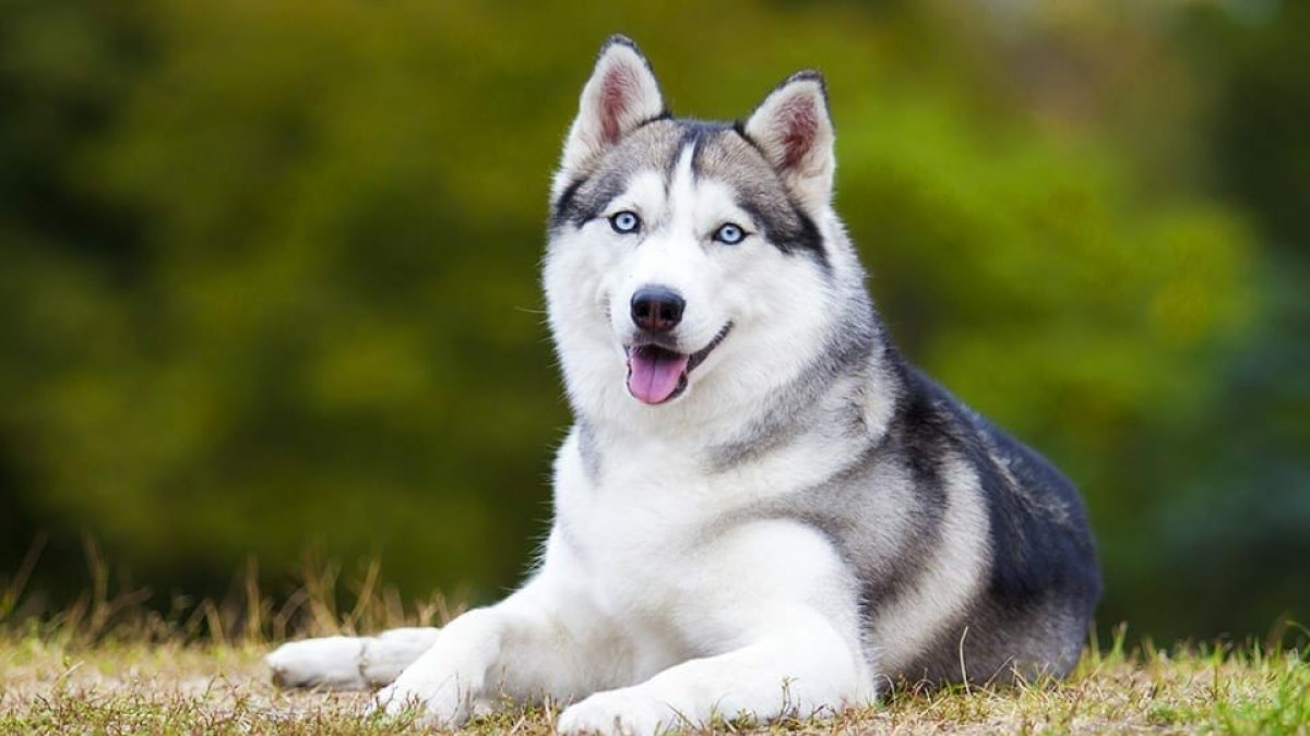 Top 10 dogs sales 2019