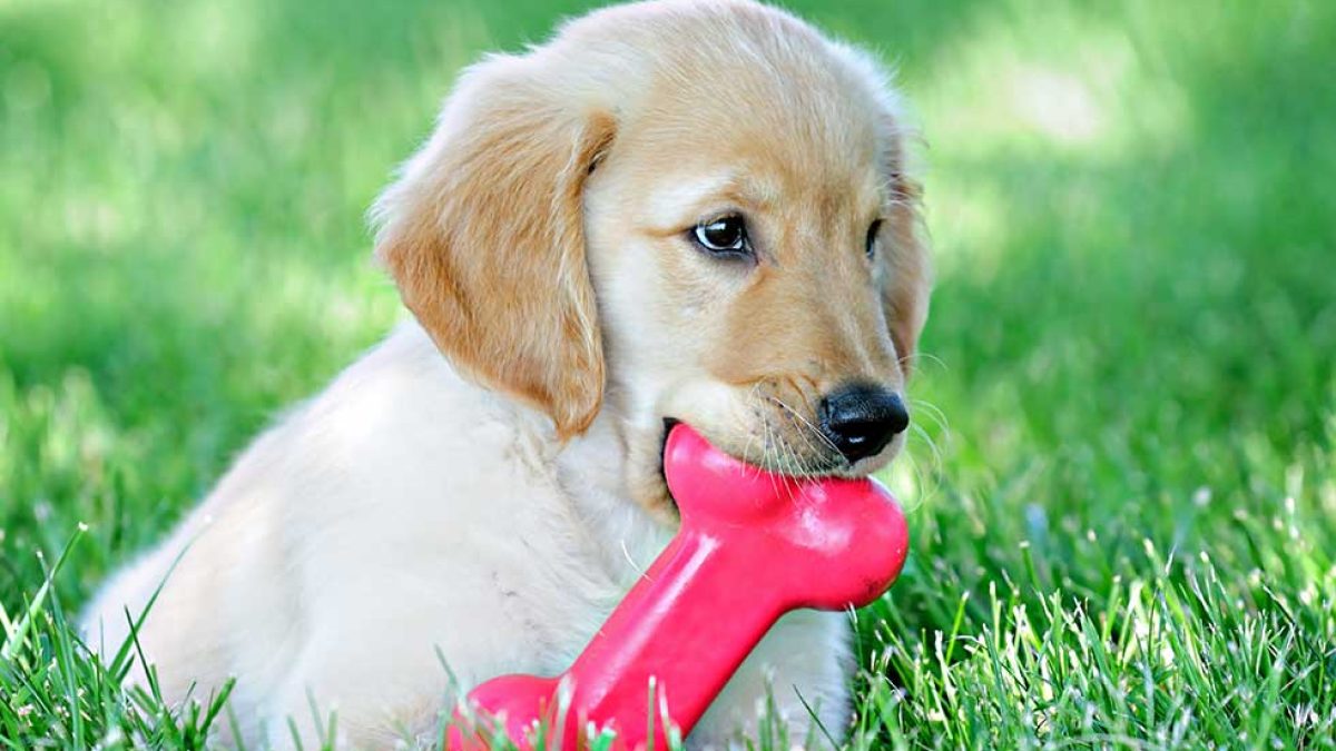 Best chew bones for teething outlet puppies