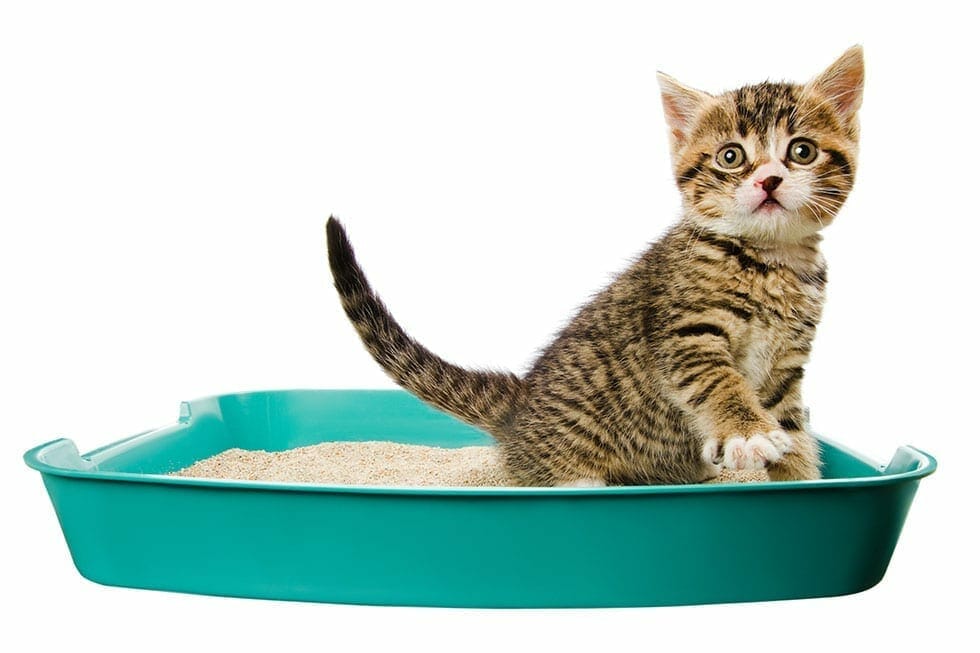 How To Train Your Cat To Use The Litter At Jason Blansett Blog