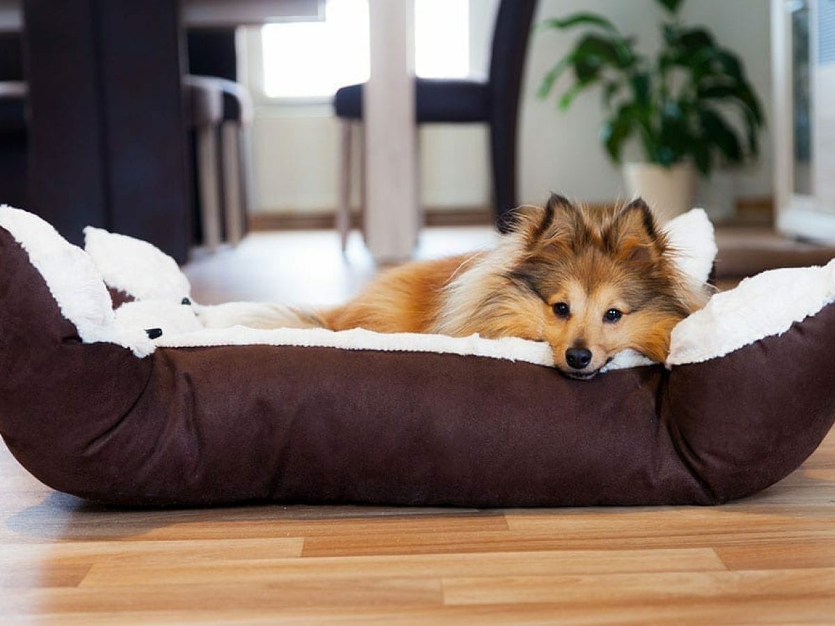 Dog beds that clearance are hard to destroy