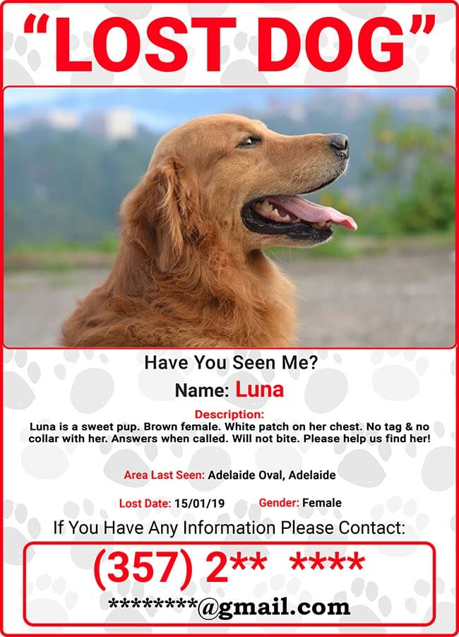 What To Do If You Find A Lost Pet