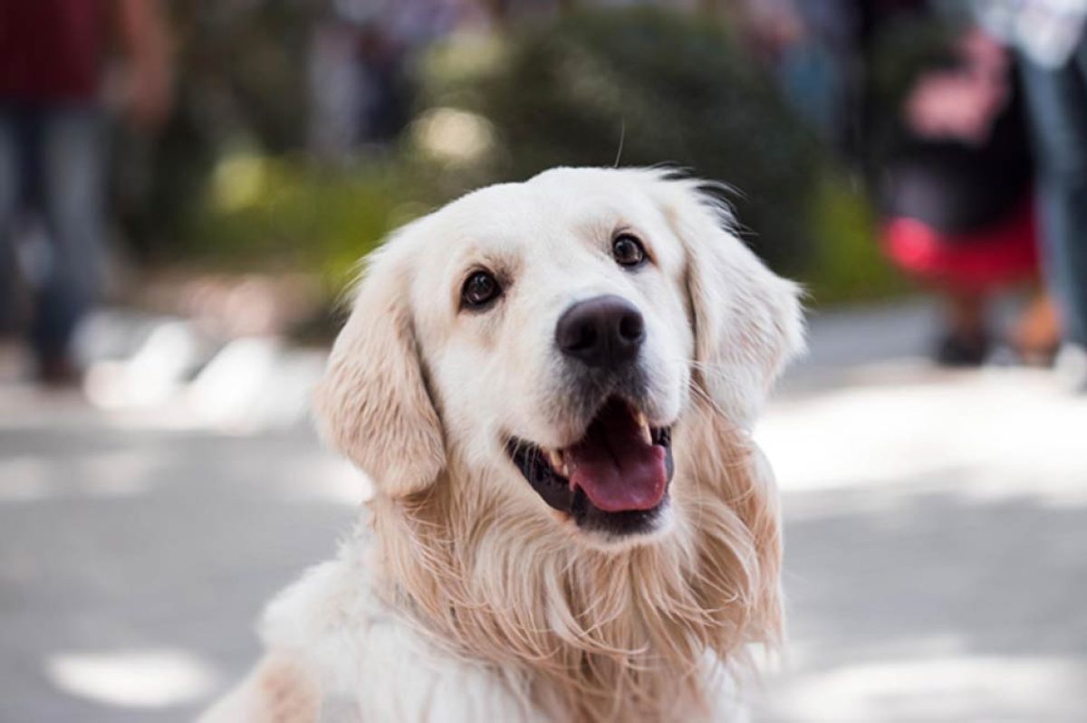 Golden Retriever Feeding Guide Australia