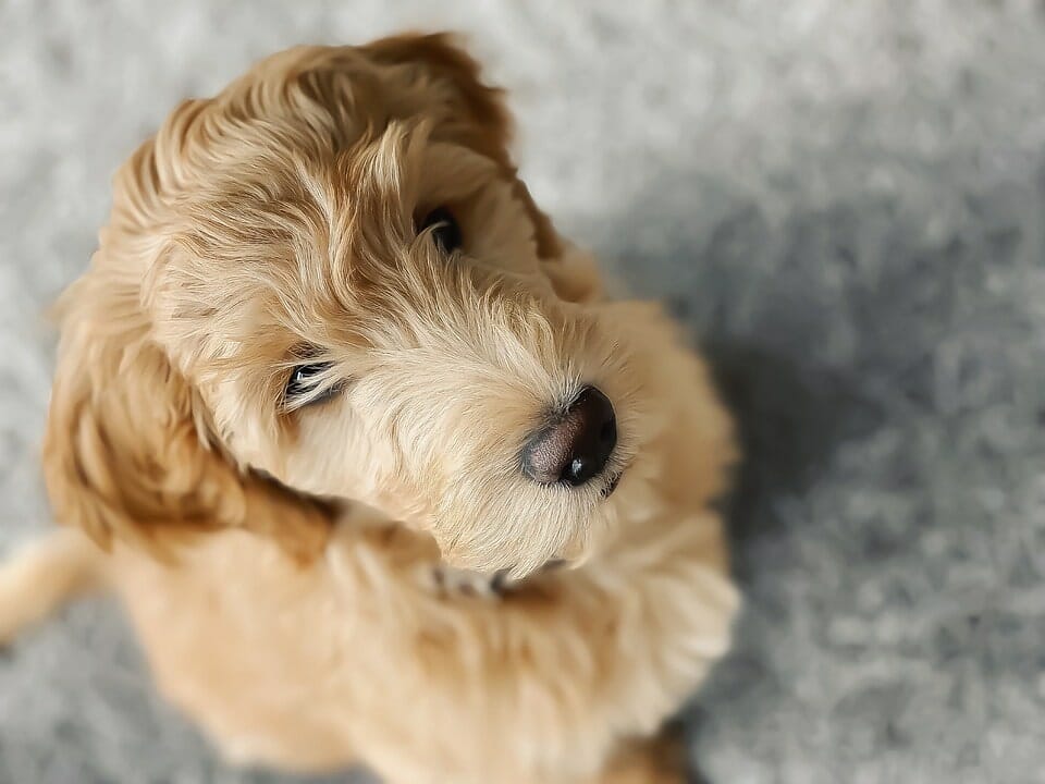 New golden doodle pup. Any must haves for the breed? Tips? : r/Goldendoodles
