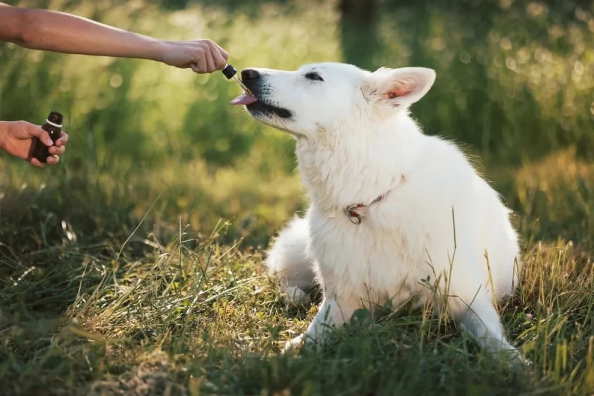 Does grass calm discount a dog's stomach