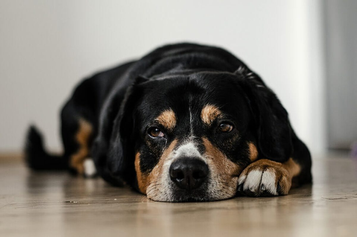 Home remedies for puppy vomiting and upset clearance stomach