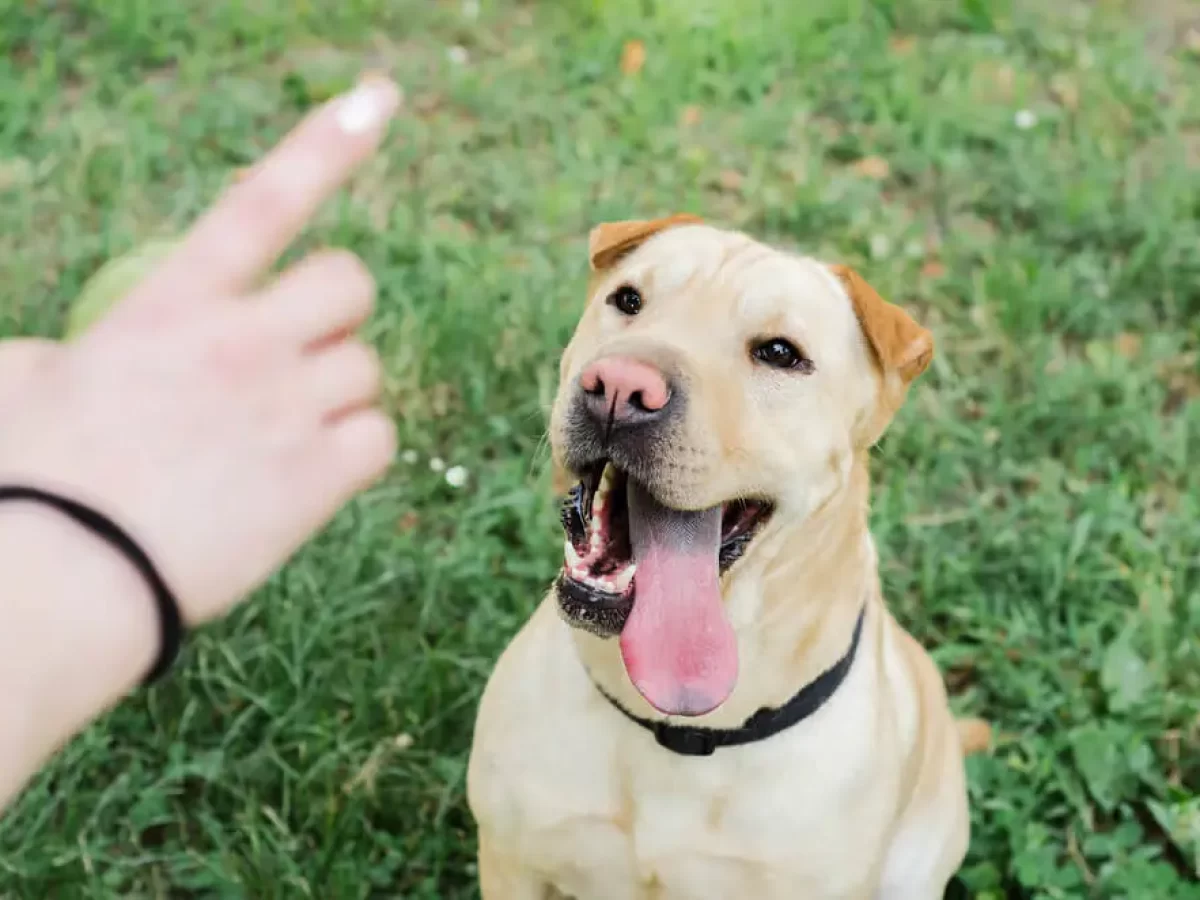 Easy Tricks to Teach Dogs - Fun Dog Tricks