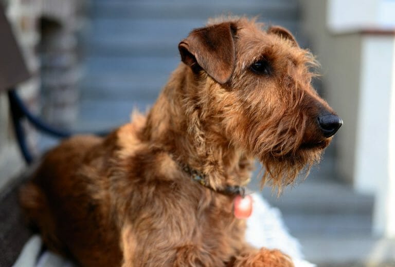 irish terrier - the perfect medium sized, low shedding dog breed