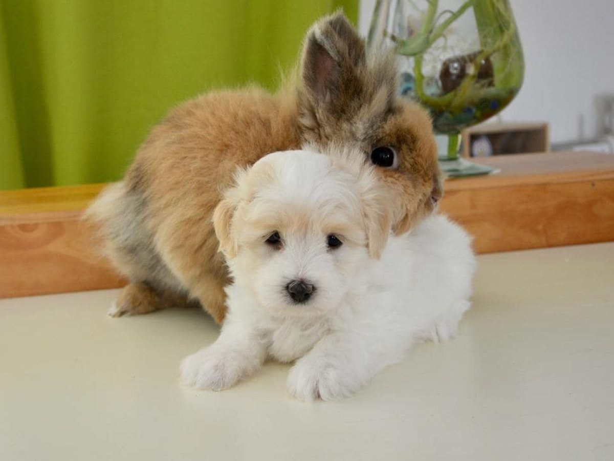 A BALL OF FLOOF! - Animals  Cute dogs, Baby animals, Cute little animals