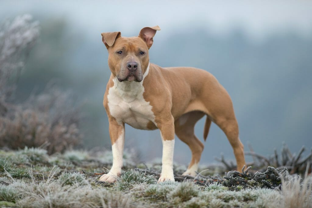 American Staffordshire Terrier in nature