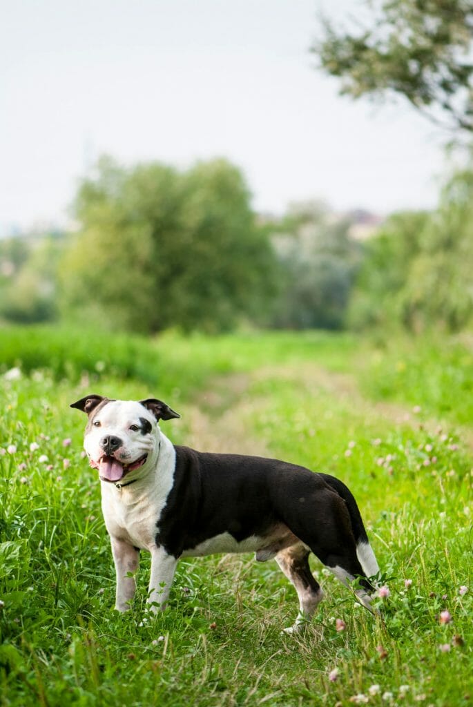 American staffordshire terrier standing outdoors.