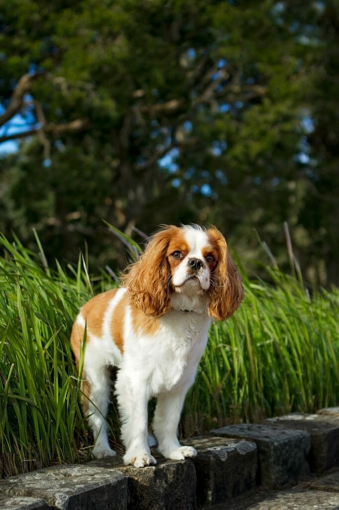 Cavalier King Charles Spaniel Dog Breed