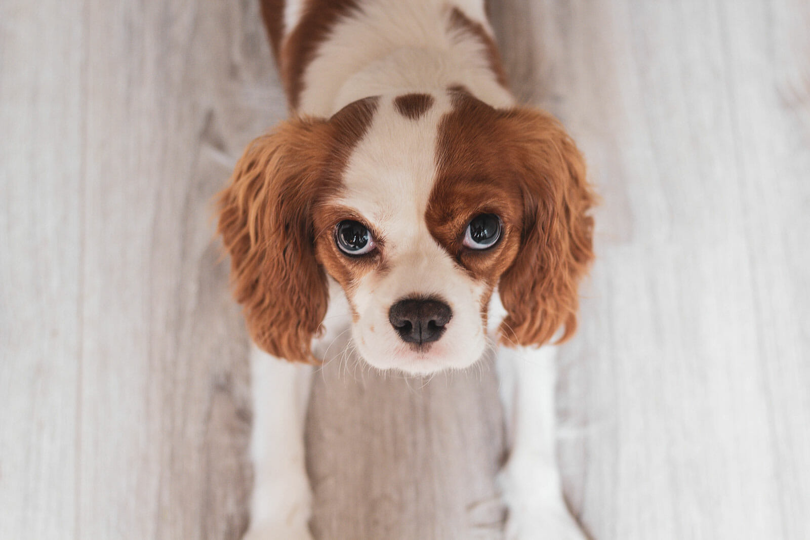 what does a cavalier dog look like