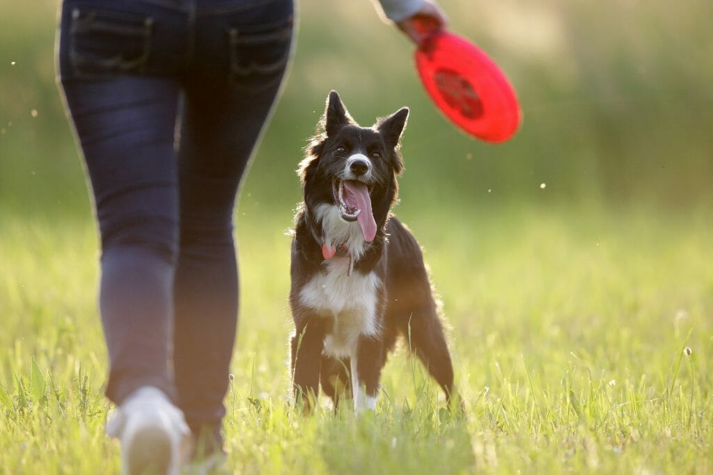 border collie playing with frisbee