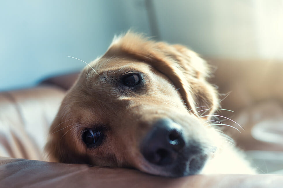 How To Know If Your Dog Has Separation Anxiety