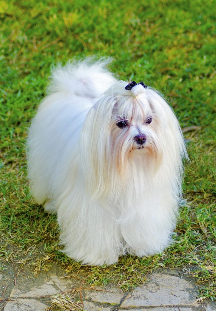 Maltese low shedding dog