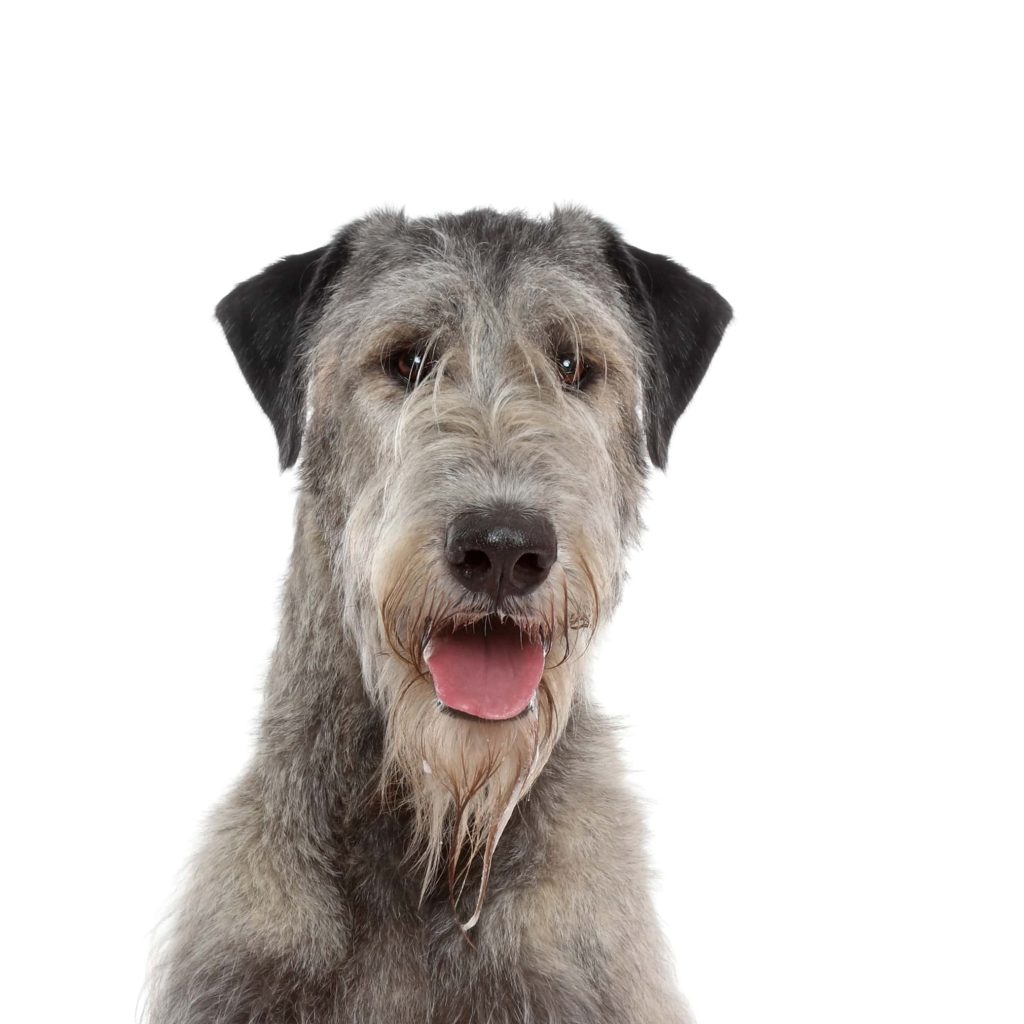 Irish Wolfhound