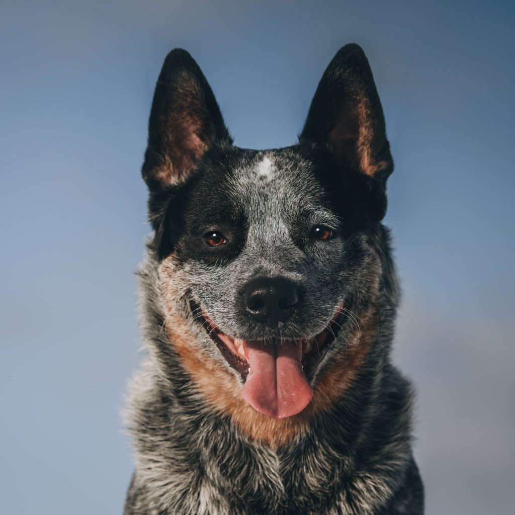 australian cattle dog