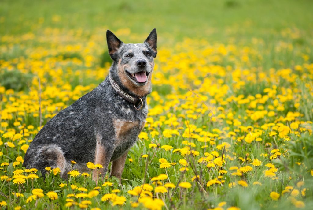 australian cattle dog in the garden