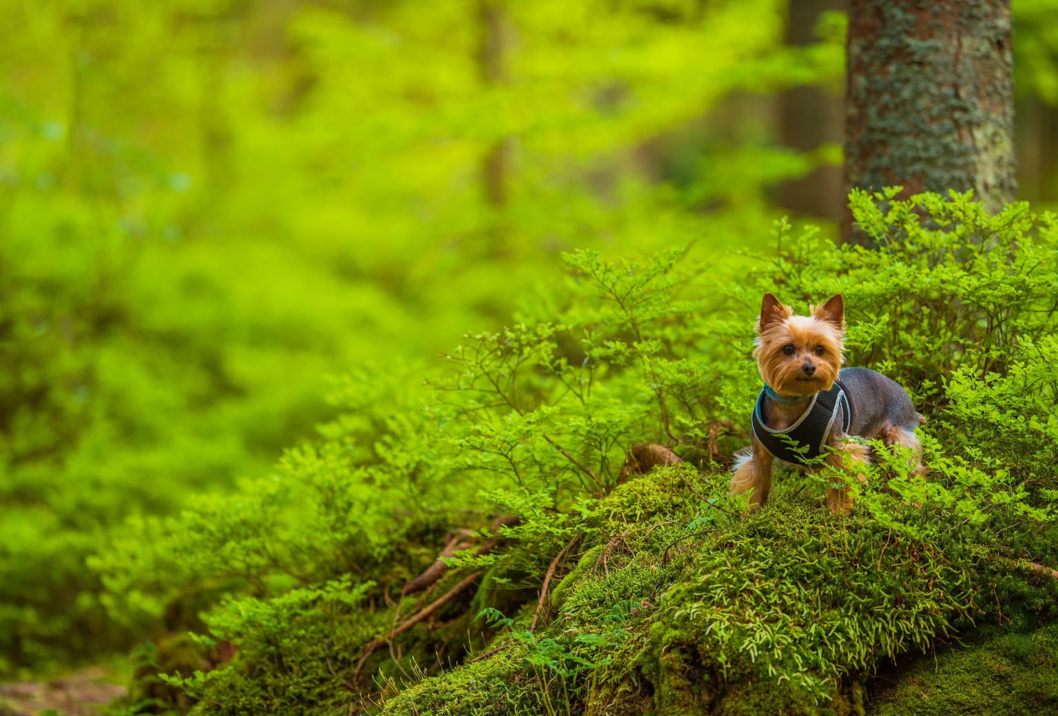 Australian Silky Terrier | Dog Breed Information & Characteristics