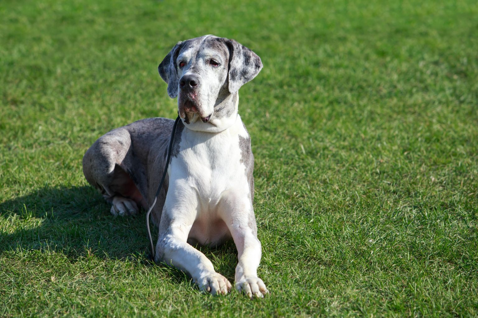 Great Dane | Dog Breed Information & Characteristics