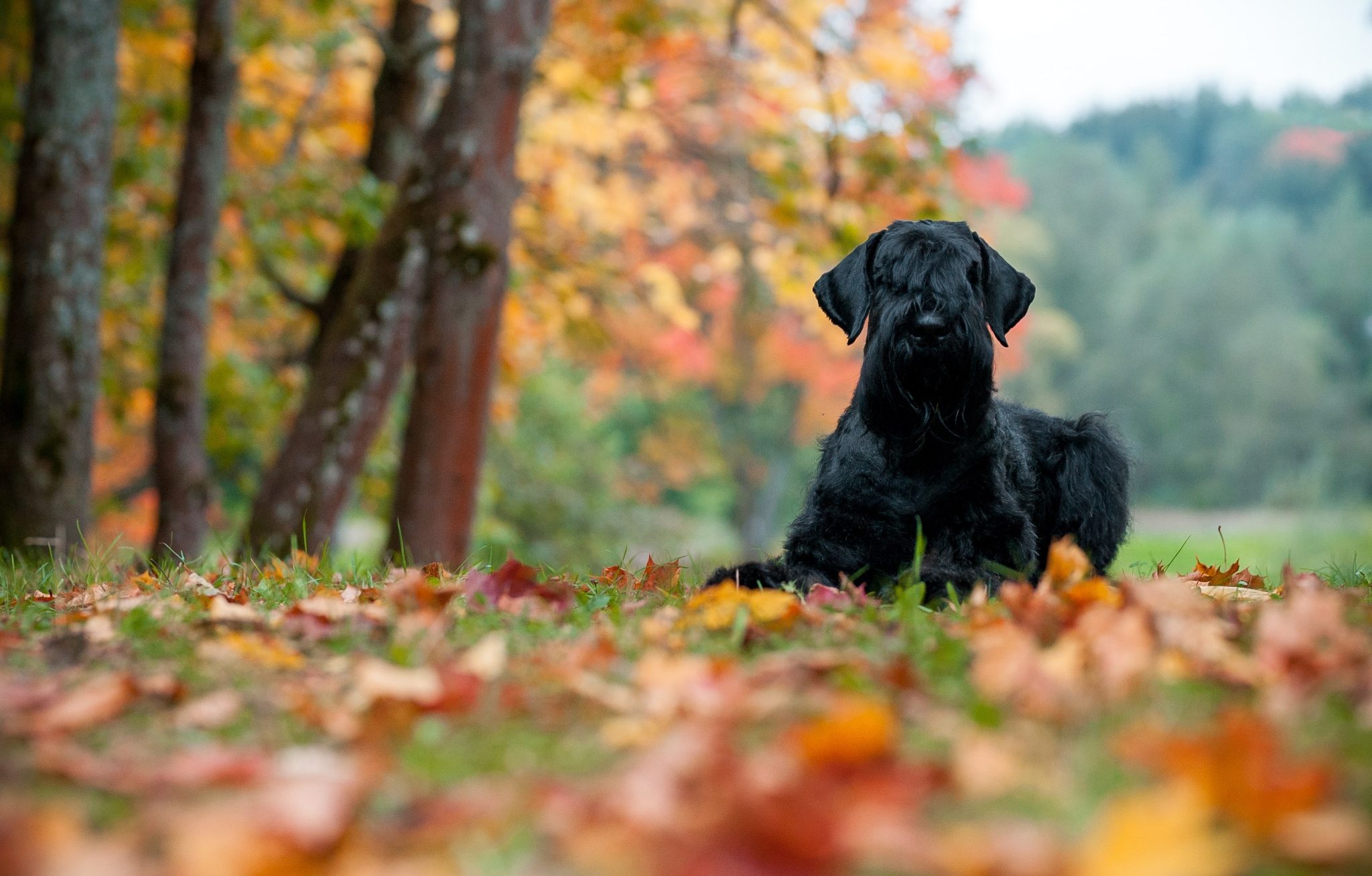 Giant Schnauzer | Dog Breed Information & Characteristics