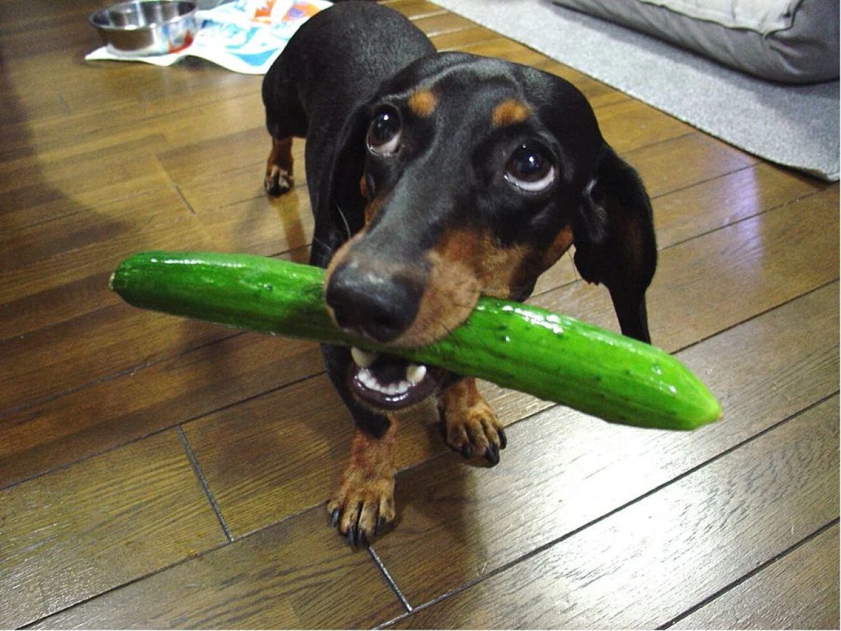 Can Dogs Eat Cucumber