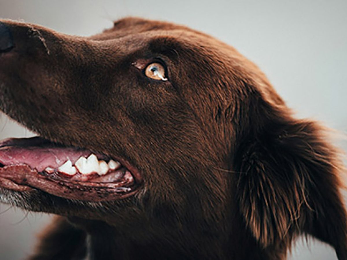 Natural Remedies For Bad Breath In Dogs