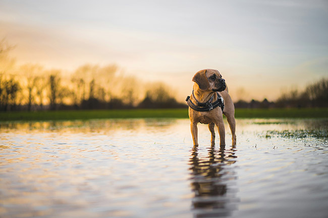 Rainfall Safety For Pets