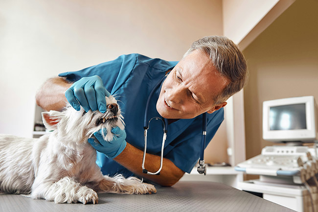 a veterinary check-up is vital for oral health in dogs.