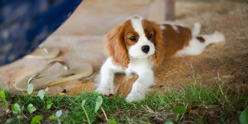 Toilet training