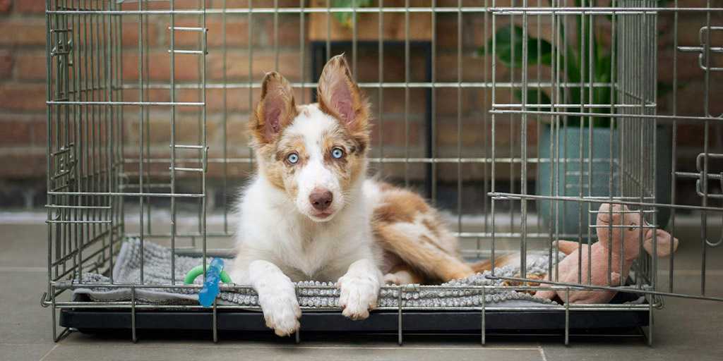 crate training