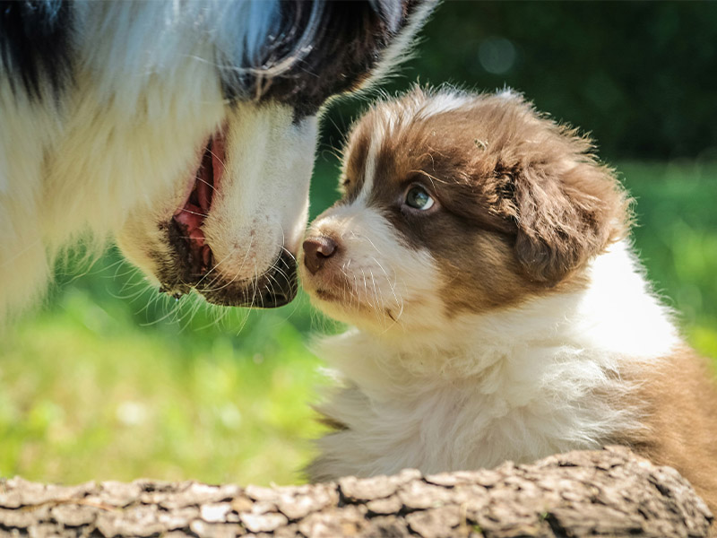 puppy insurance