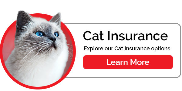 Cat Insurance