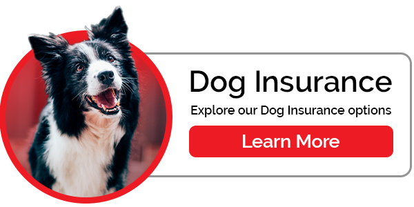 Dog Insurance