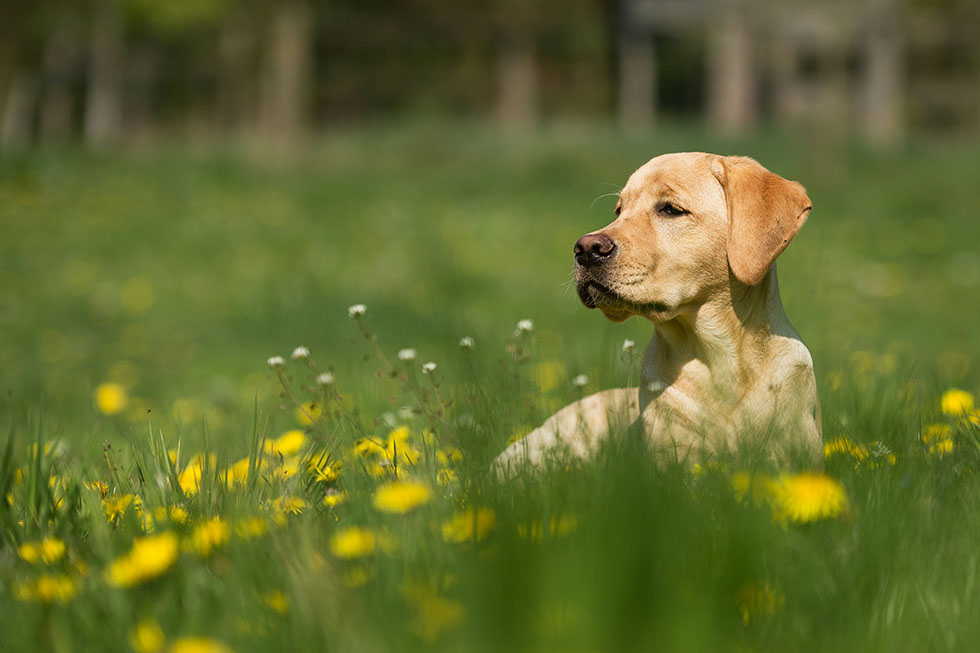 allergy prevention spring