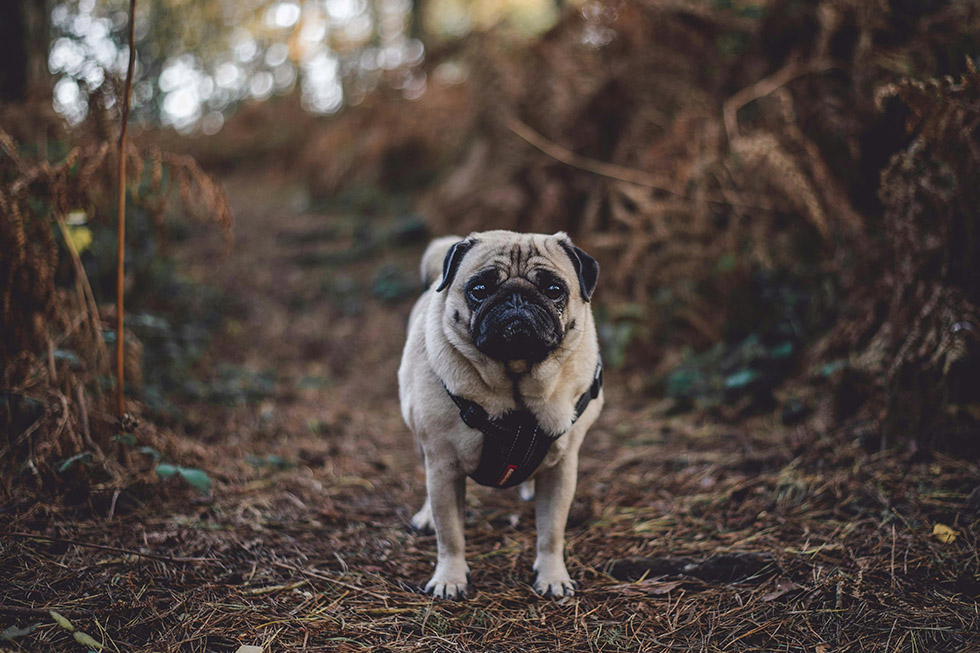 Tick season warning dogs