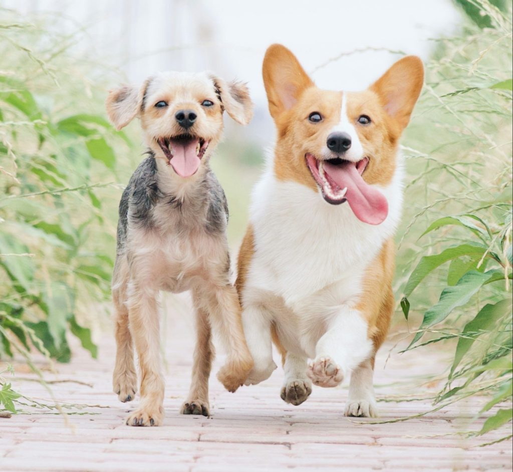 healthy happy dogs