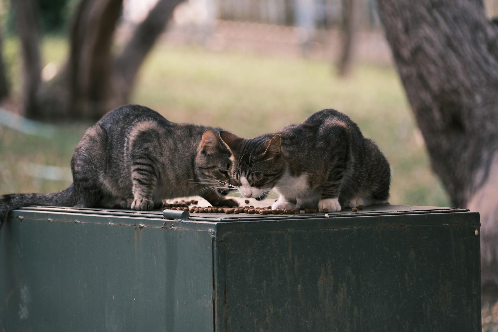 What Can Cats Not Eat Toxic Things for a Cat to Eat