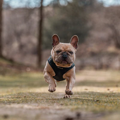 french bulldog last