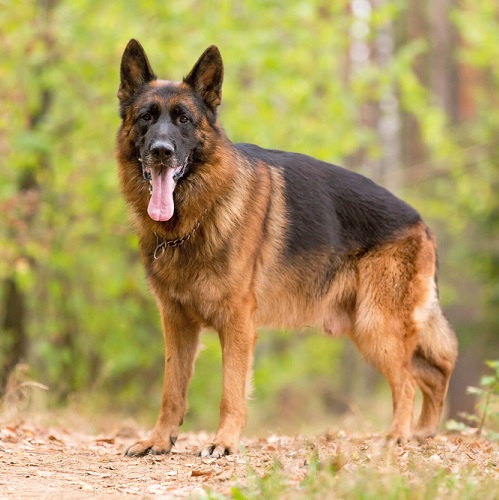 german shepherd body