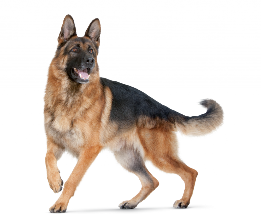 german shepherd white bg