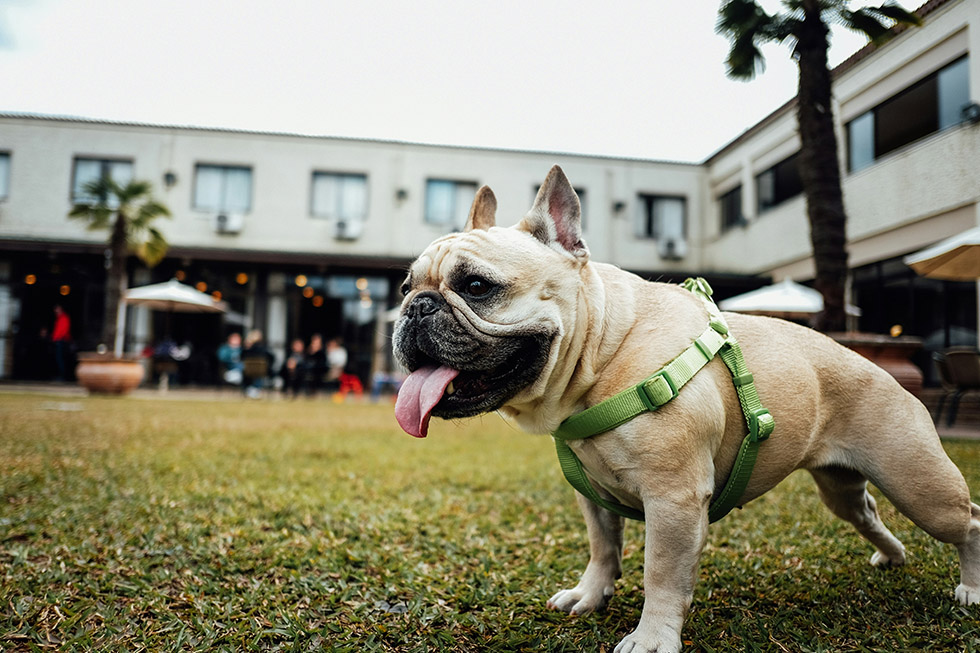 heatwave warning pets