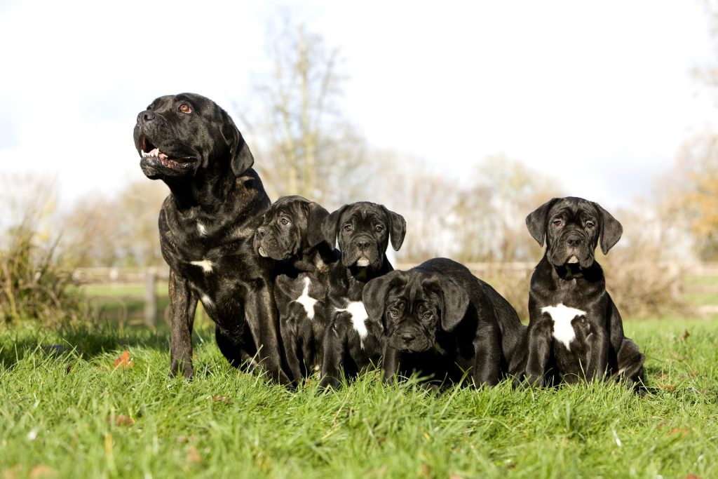 Cane Corso Breeding