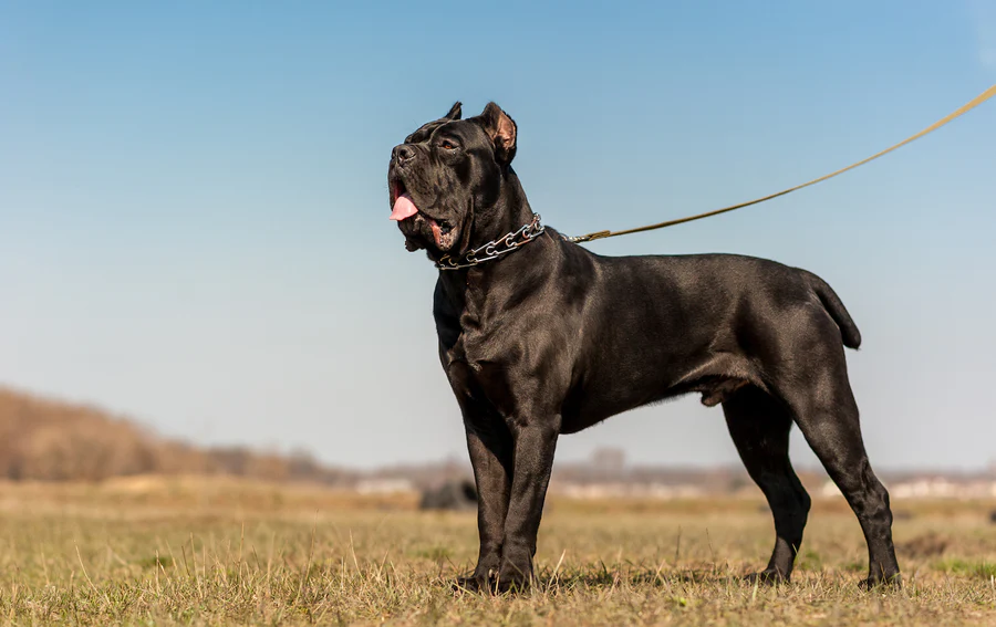 Cane Corso Exercise