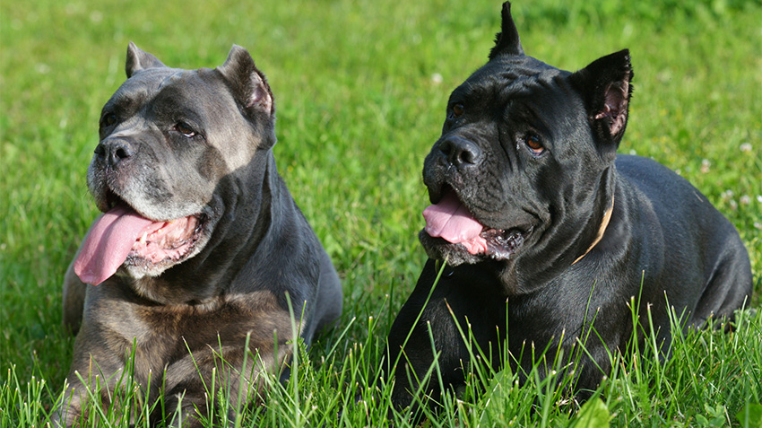 Cane Corso Friendly