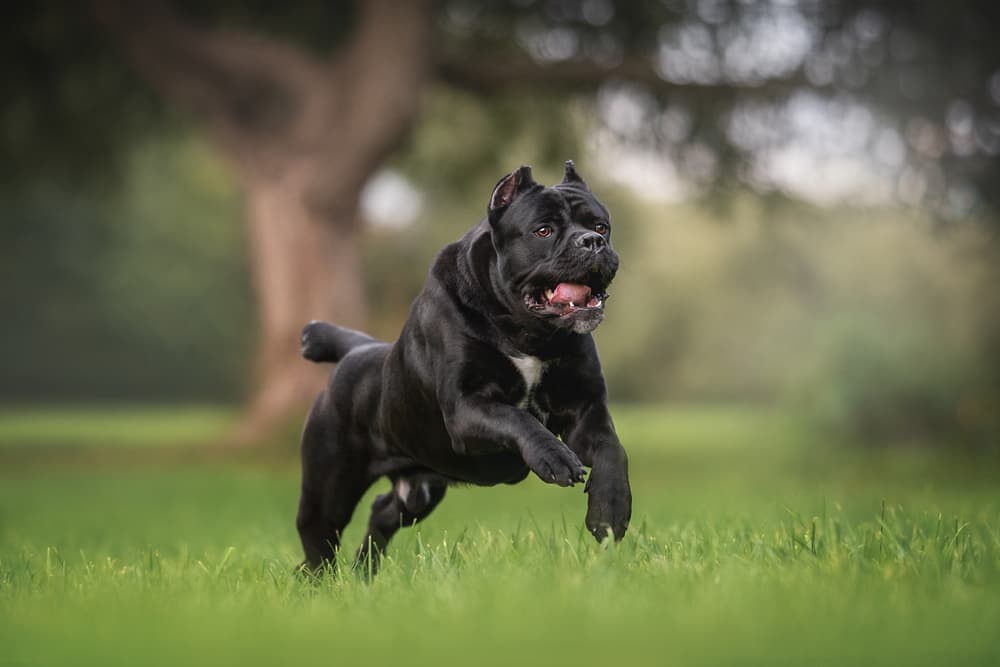 Cane Corso Grooming